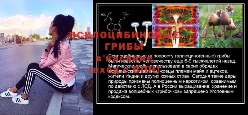 сколько стоит  Оханск  Псилоцибиновые грибы Psilocybe 